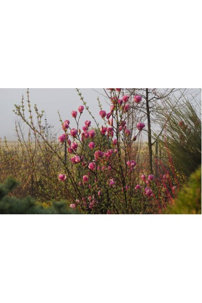 Магнолія суланжа Ломбарді Роуз опис